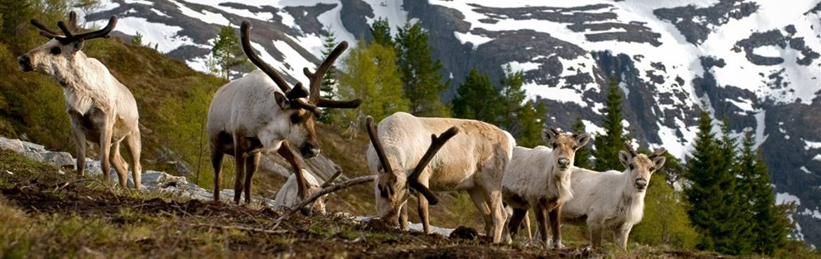 Natur Norwegen