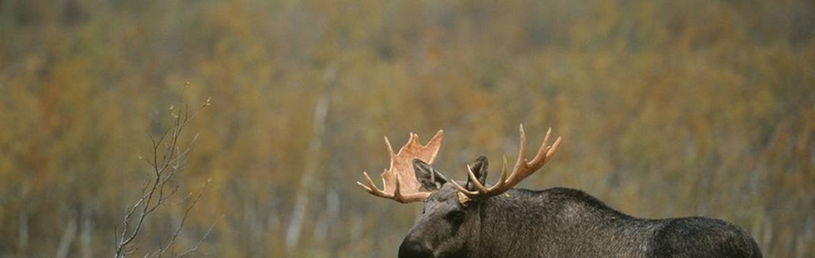 Natur Schweden