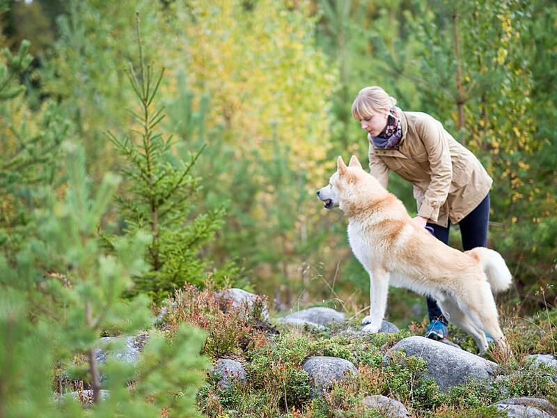 Einreise Haustiere Schweden