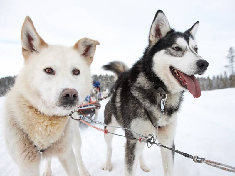 Hundeschlittenrennen mit Huskys Hundeschlittenrennen Femundløpet Røros