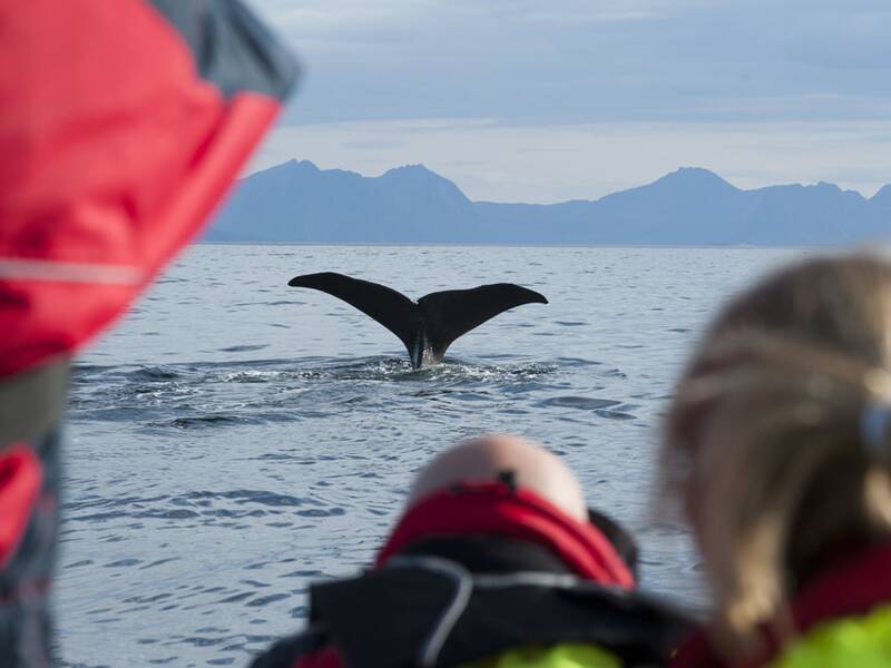 Wale beobachten Norwegen