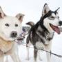 Hundeschlittenrennen mit Huskys Hundeschlittenrennen Femundløpet Røros